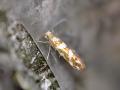 Argyresthia goedartella